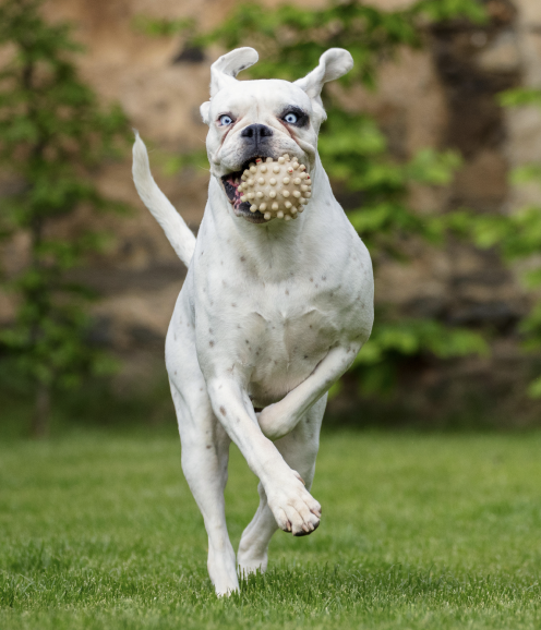 Perros muy activos o ansiosos