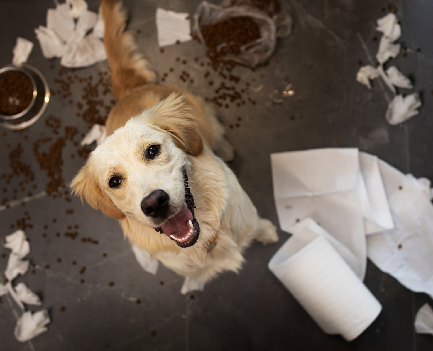 Perro aburrido hace desorden